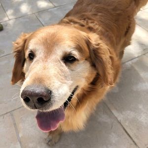 Meet your Posher, Allison e.